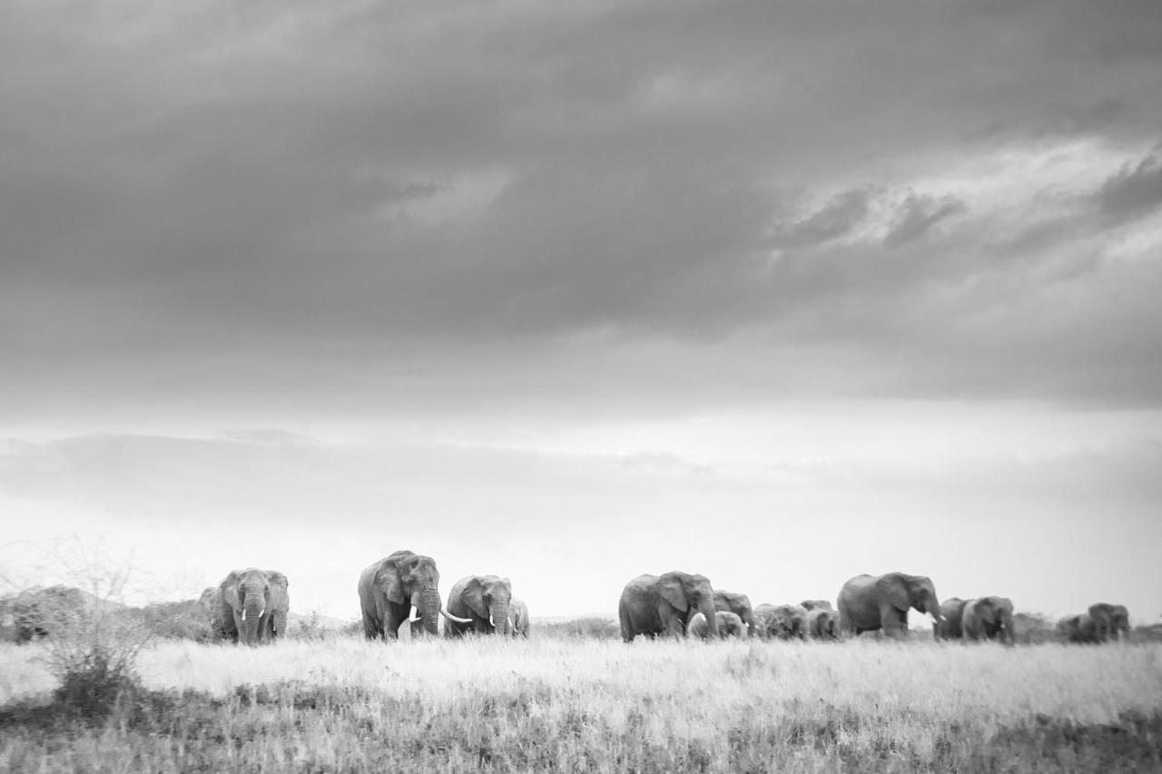 Rhino Sands Safari Camp Manyoni Private Game Reserve Εξωτερικό φωτογραφία