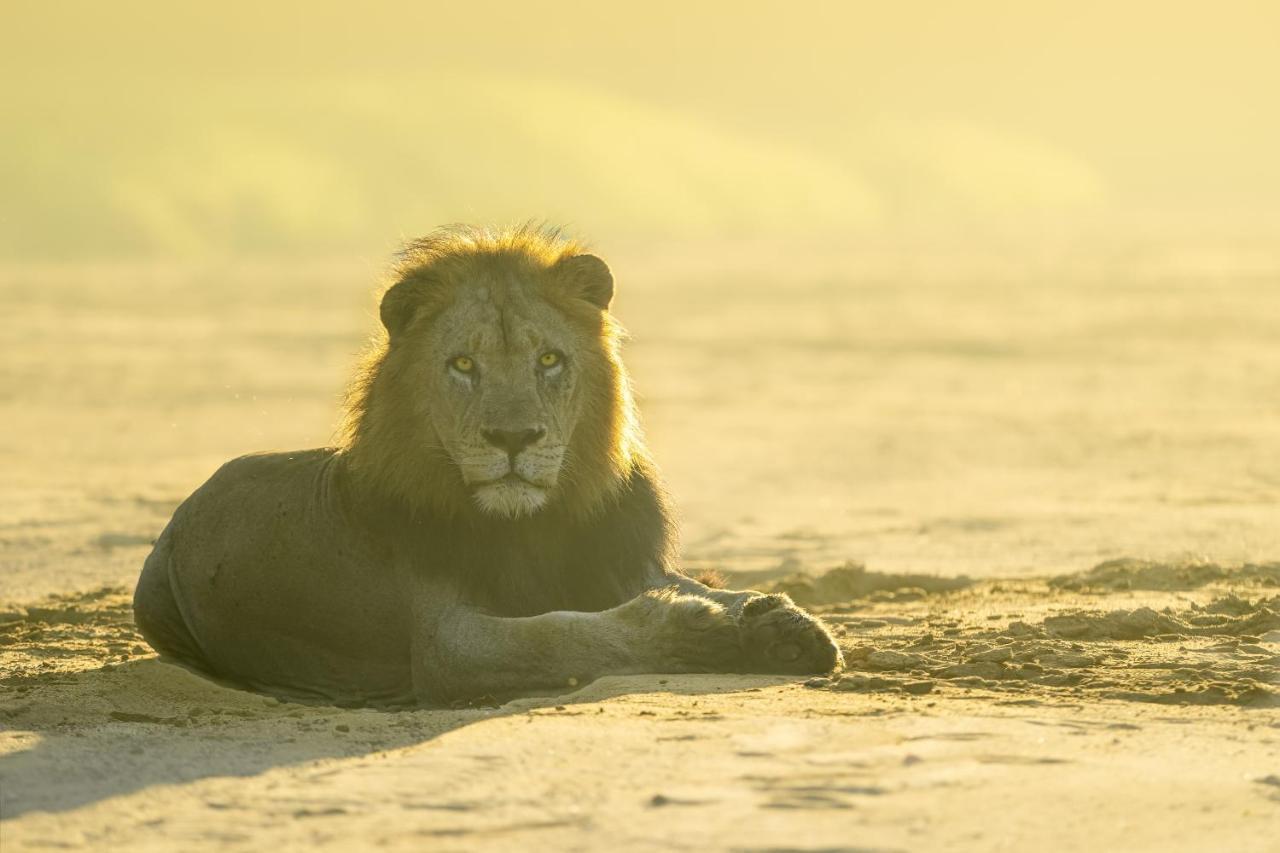 Rhino Sands Safari Camp Manyoni Private Game Reserve Εξωτερικό φωτογραφία